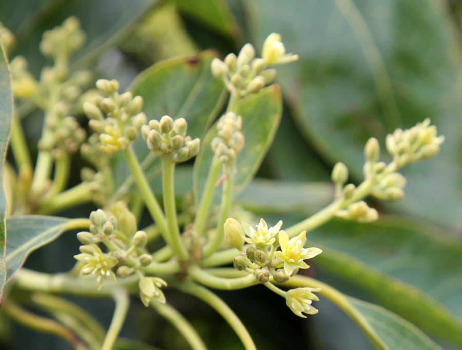 Avocado flowers