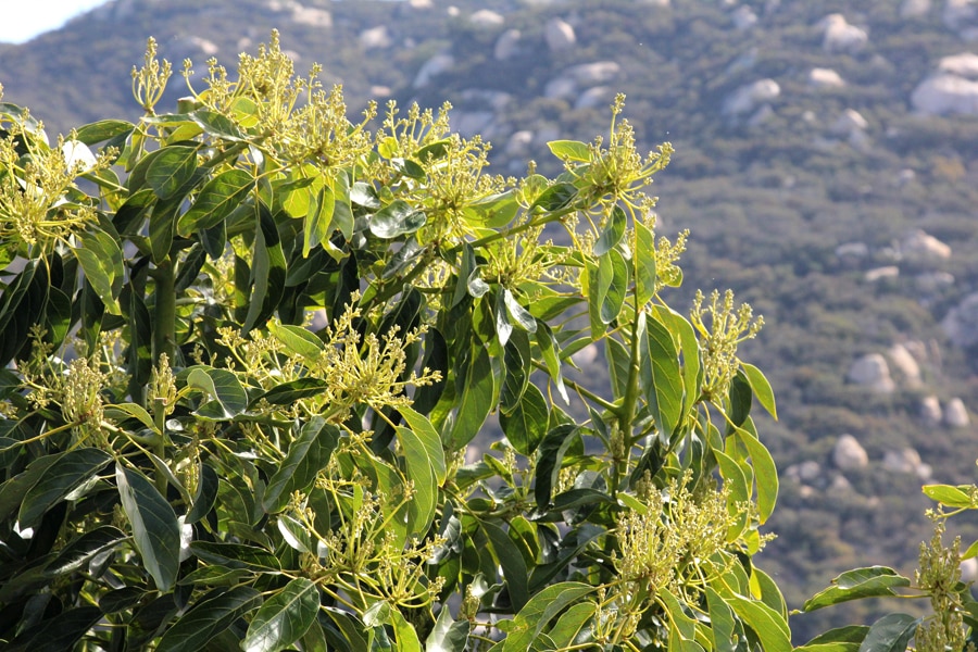 Avocado flower buds