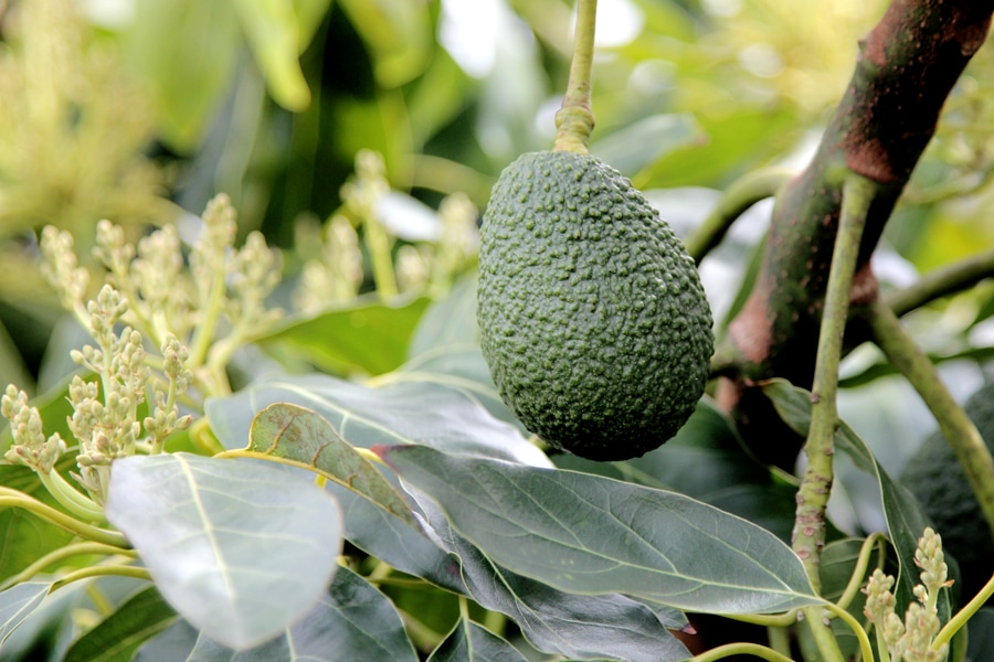 Avocado and flowers