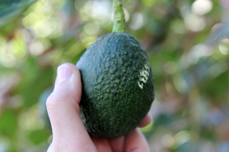 Not ready to pick