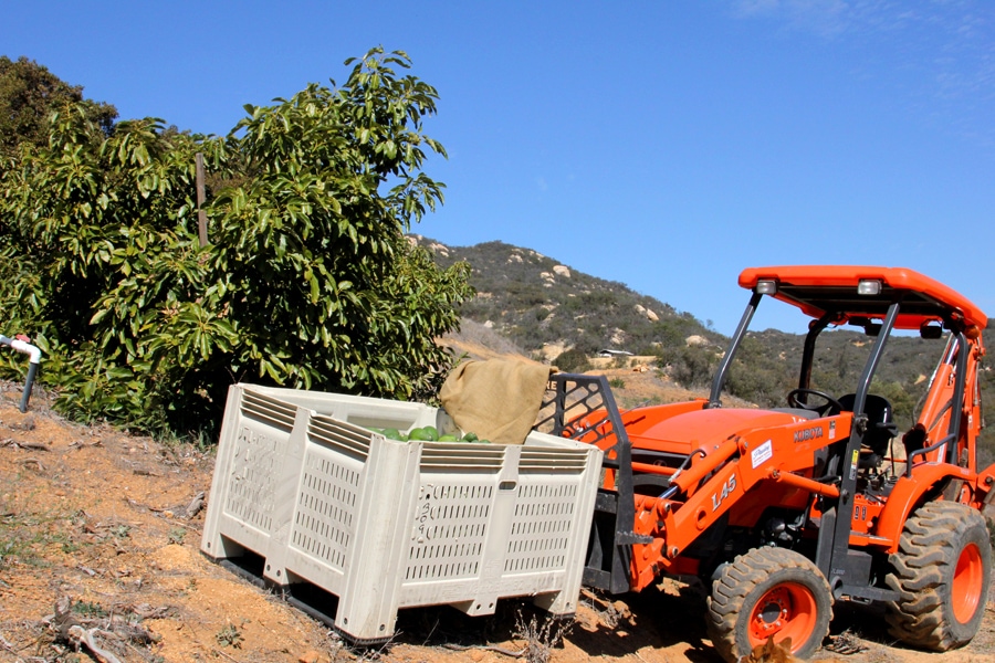 Avocado harvest