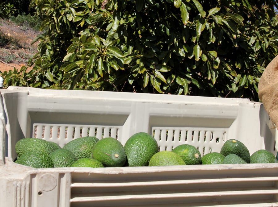 Avocado harvest