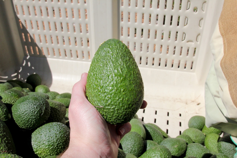 Avocado take me home