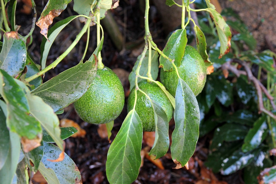 Reed avocado