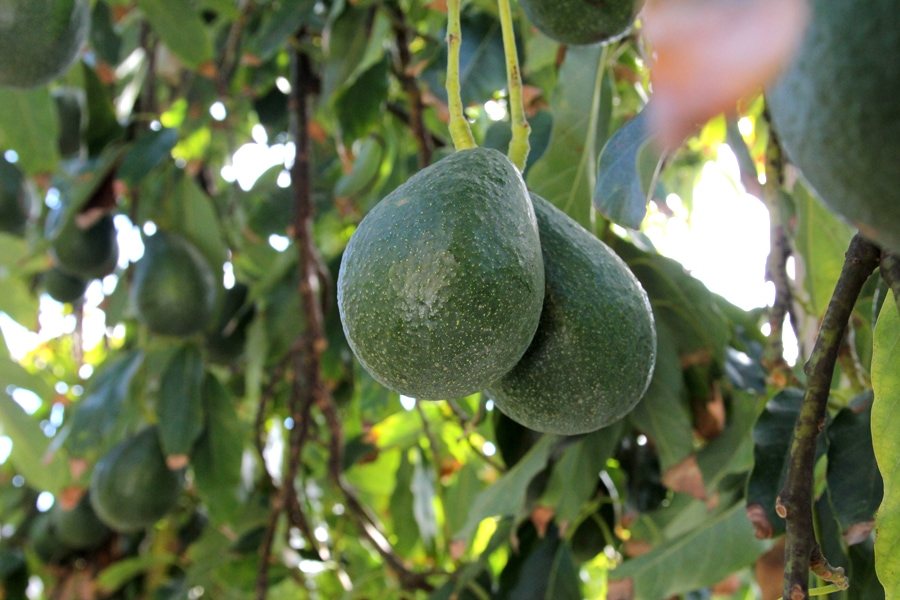 Sir Prize avocado