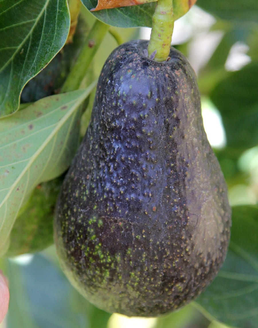 Queen avocado