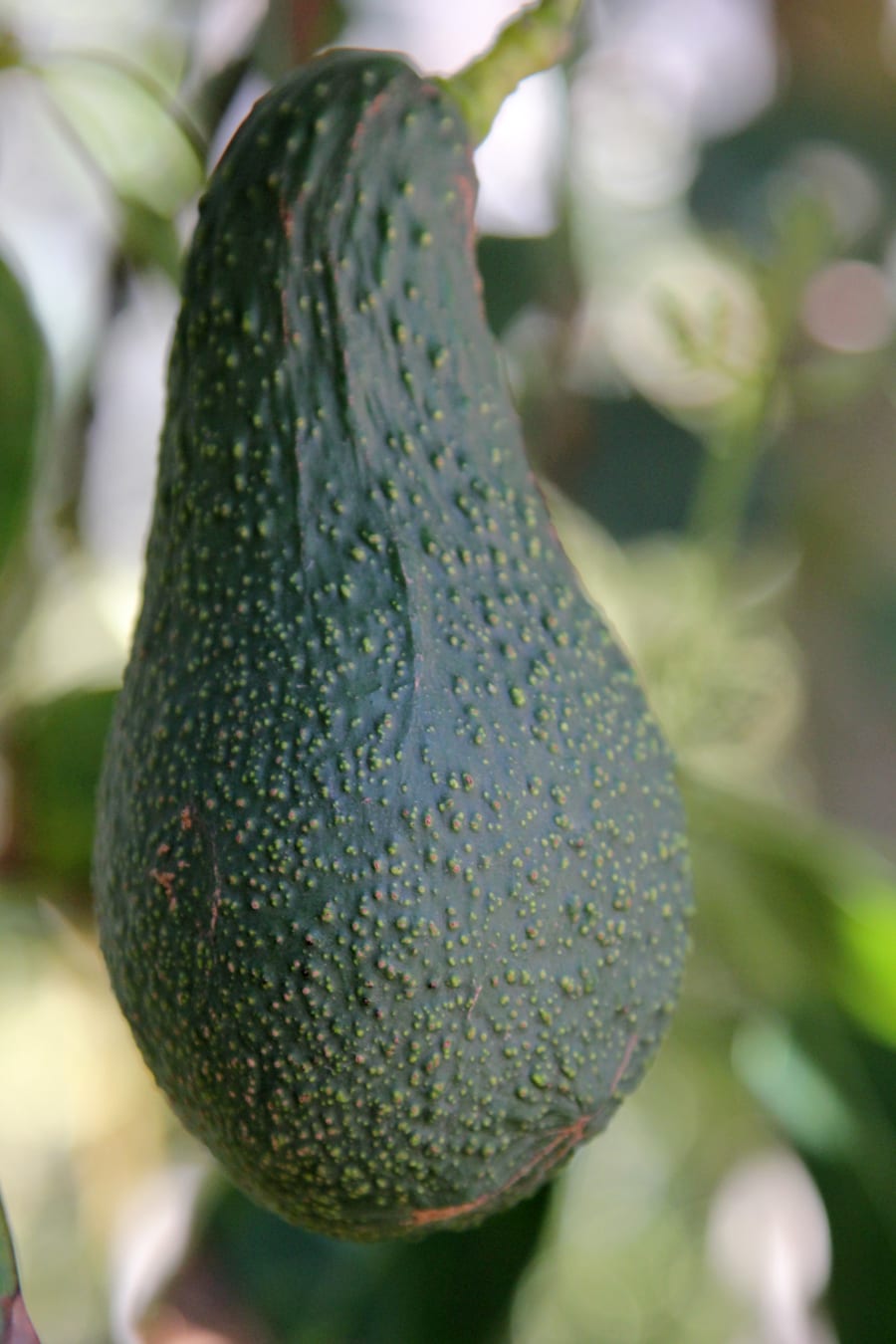 Pinkerton avocado