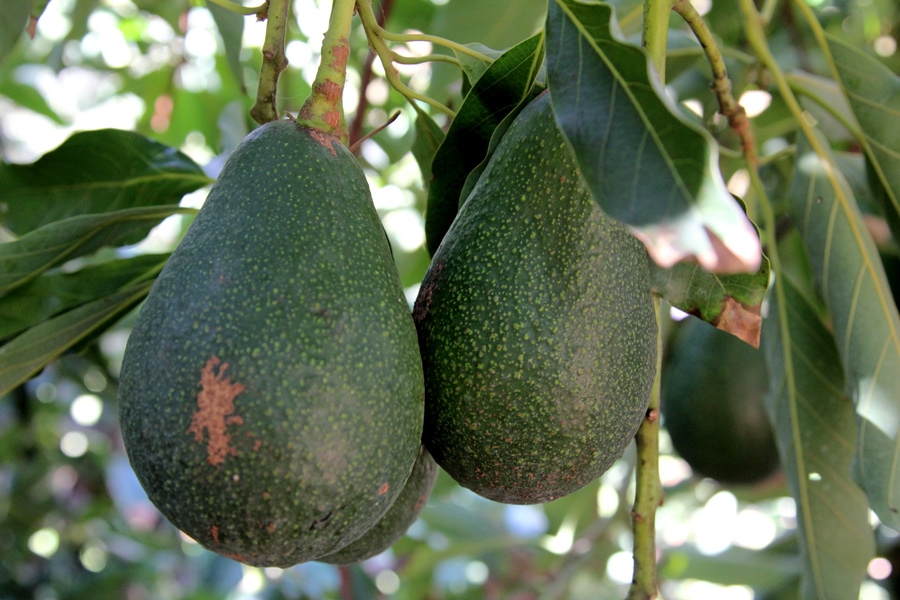 Wurtz avocado