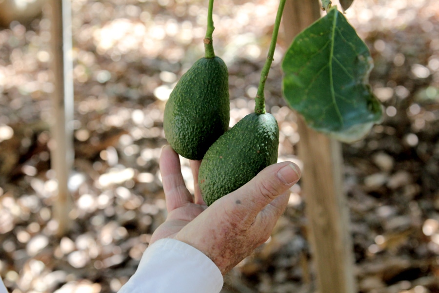 Fuerte avocado