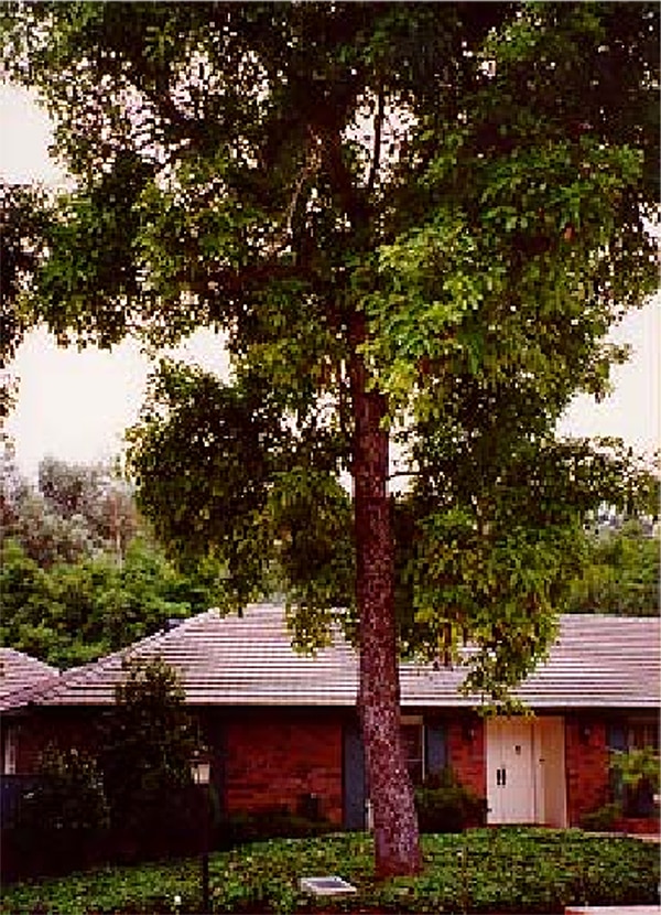 Hass Avocado Mother Tree